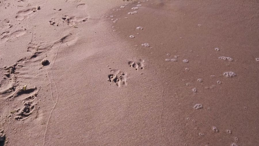 High angle view of footprints and paw prints on sandy beach