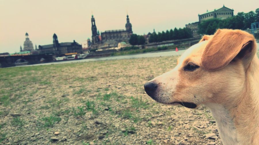 Close-up of dog in front of building