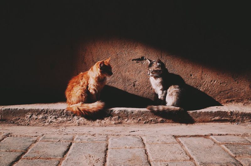 Cats sitting outdoors