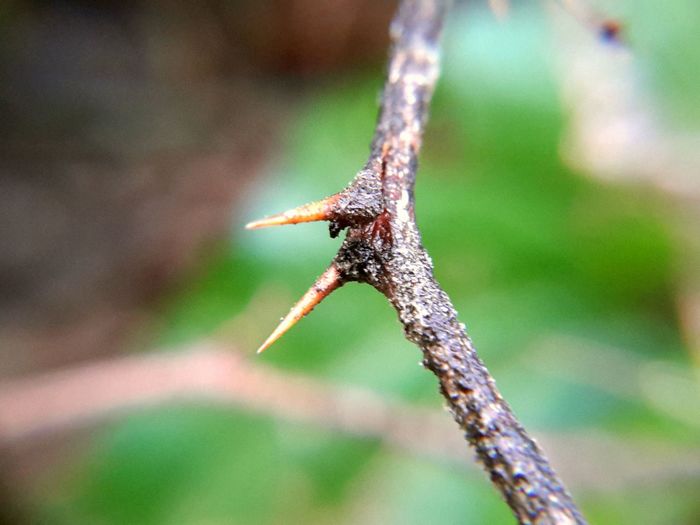 Close-up of lizard on twig