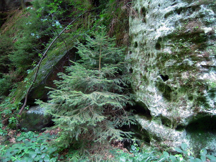 Close-up of moss on tree trunk