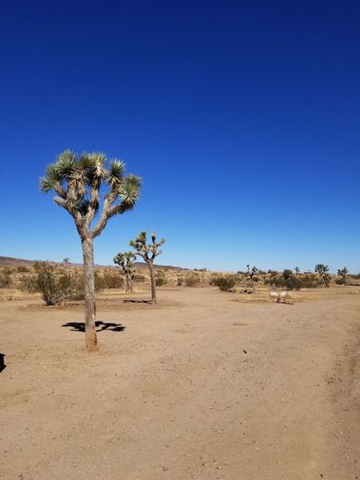 Trees on desert against blue sky