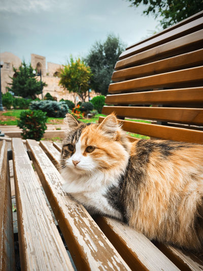 Cat relaxing on bench