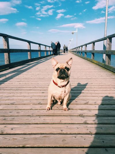 Portrait of pug on footbridge over sea