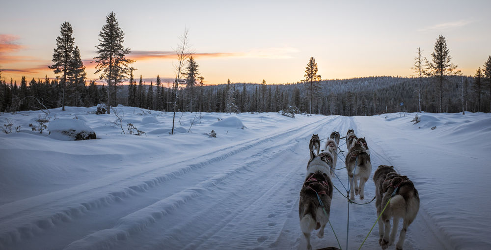 Rear view of sled dogs on snow covered field against sky