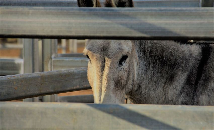 Close-up of horse on railing