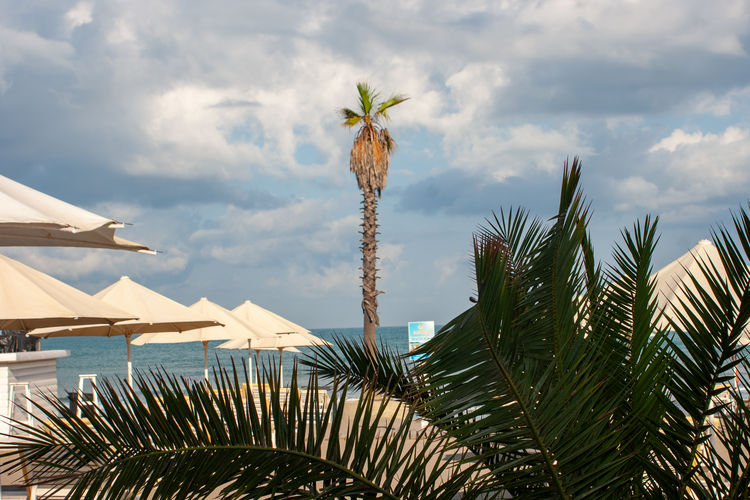 Palm tree by sea against sky