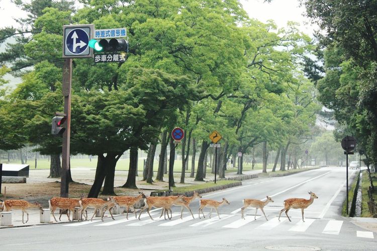 Deer crossing road