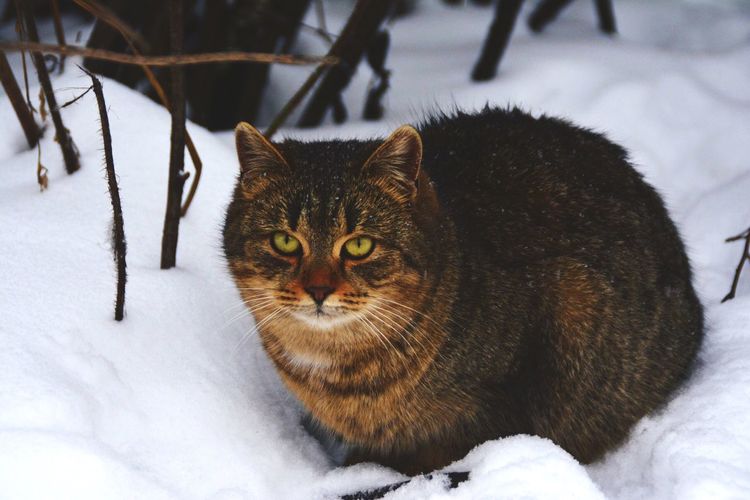 Portrait of tabby cat