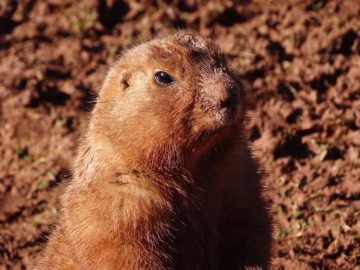 Close-up of prairie dog looking away