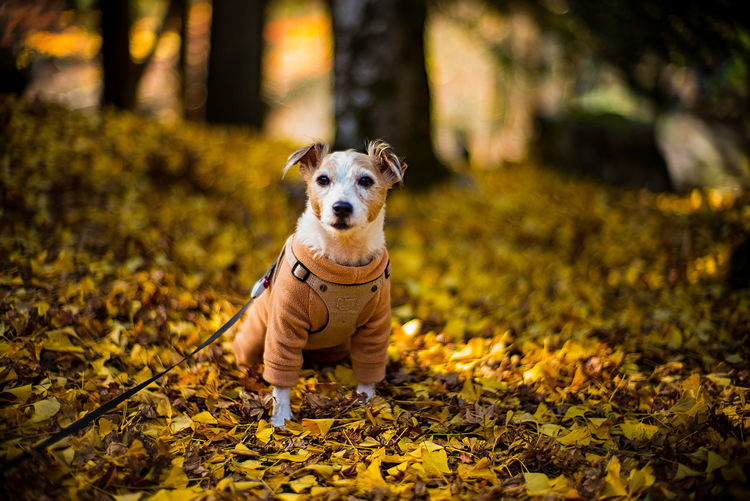Portrait of a dog