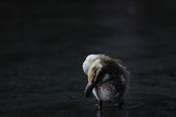 Close-up of a duckling