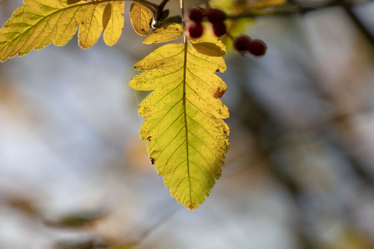 Close-up of yellow maple leaves during autumn