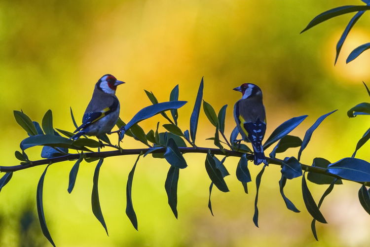 Low angle view of birds perching on plant