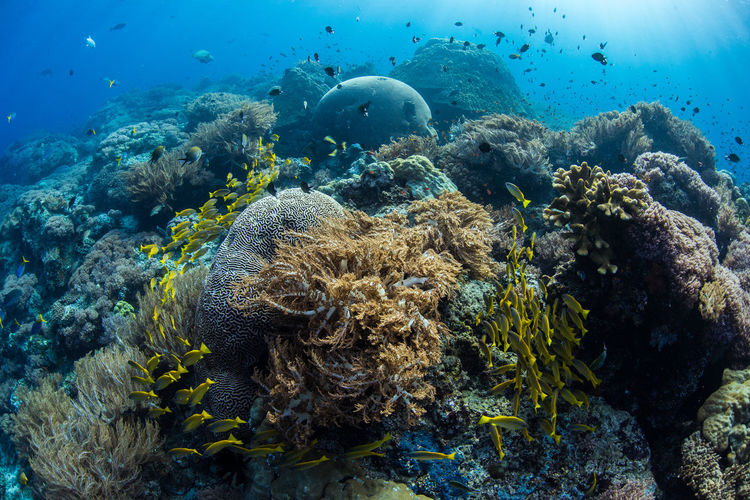 Fish swimming in sea