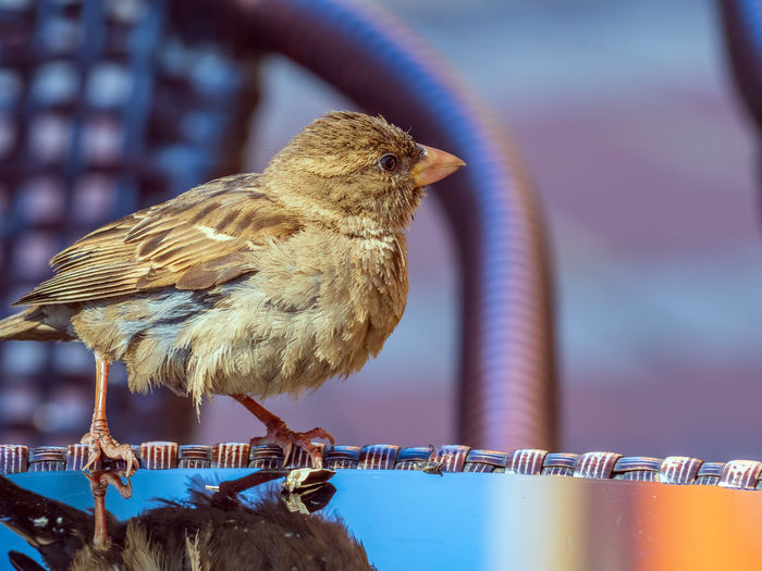 Close-up of bird perching on branch