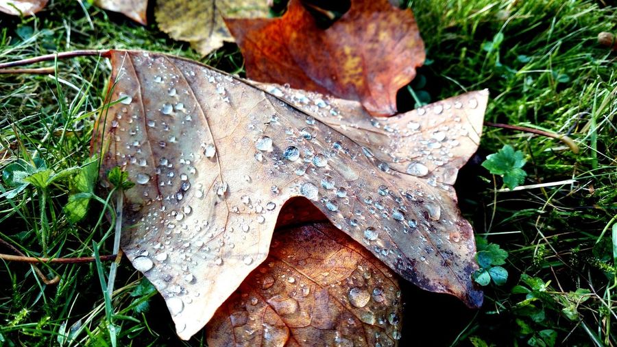 Close-up of maple leaf
