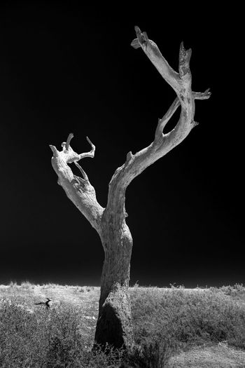 Close-up of tree trunk on field against sky at night