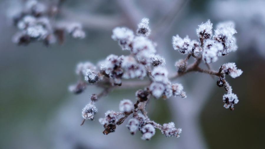 Frozen beauty, close up of frozen flower