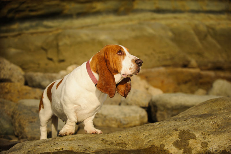 Profile view of basset hound dog standing on rock