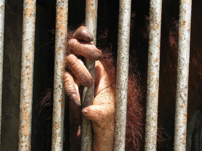 Orangutan holding iron bars in cage
