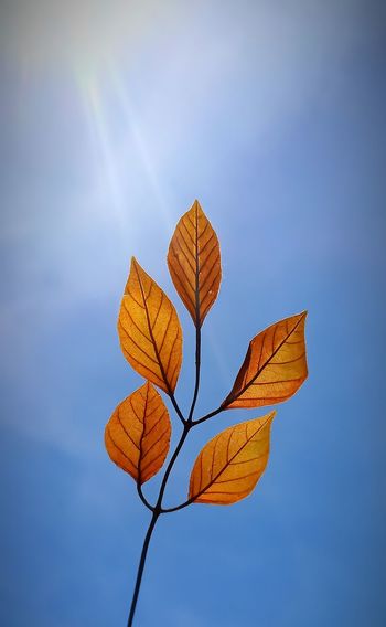 Low angle view of autumnal leaf against blue sky