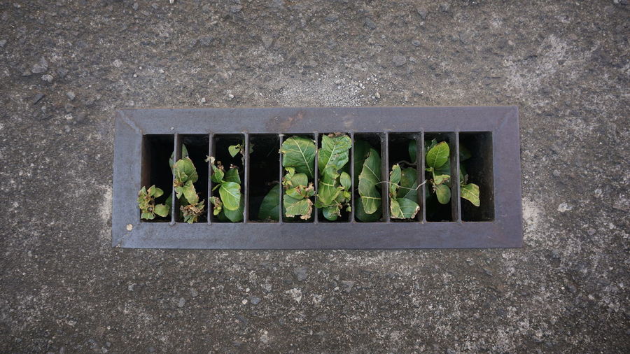 High angle view of plants in row