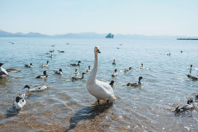 Swans swimming in lake