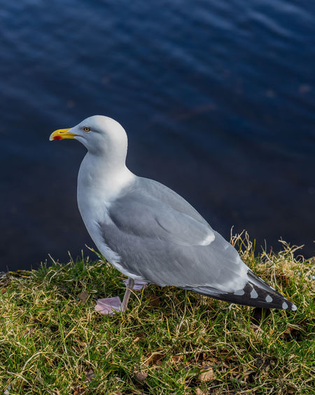Close-up of seagull perching on a land