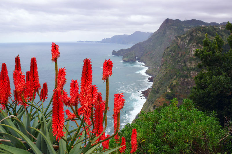 High angle view of aloe aculeata flowers against coastline at madeira