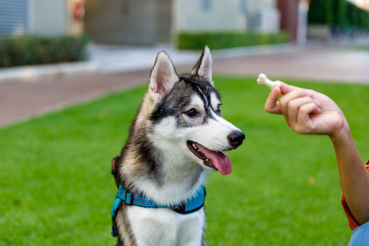 Siberian husky wait for eat snack in woman hand at garden