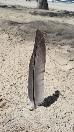 High angle view of feather on beach