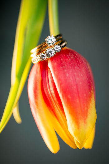 Close-up of diamond rings on tulip