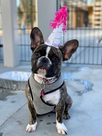 Portrait of a french bulldog in a birthday hat