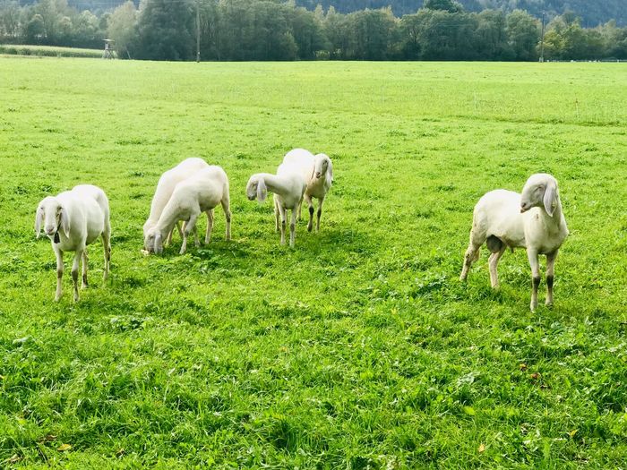 Sheep world in austria
