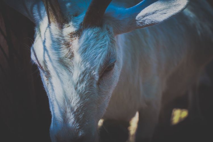 Close-up of a horse goat yagi