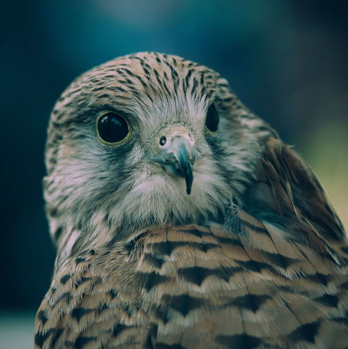 Close-up of bird of prey