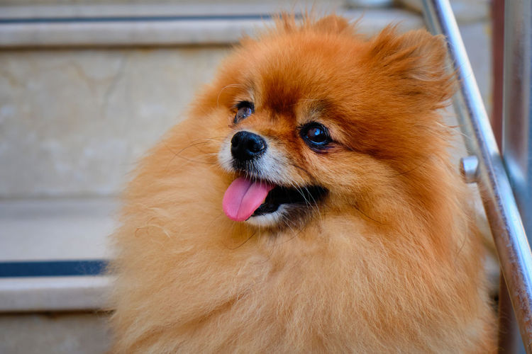 Cute happy pomeranian dog sits on stairs.