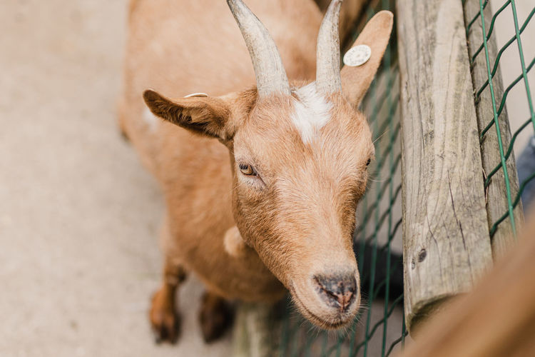 Close-up of goat in a fenced area