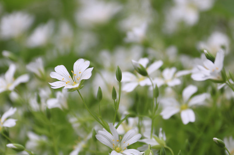 Close-up of white flowering plant on field