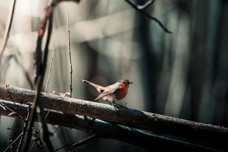Close-up of bird perching on branch
