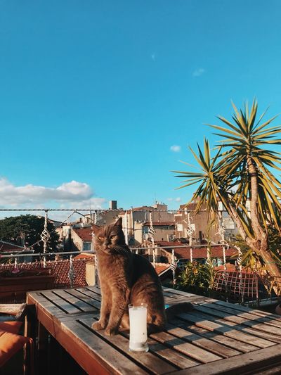 View of a cat sitting against blue sky