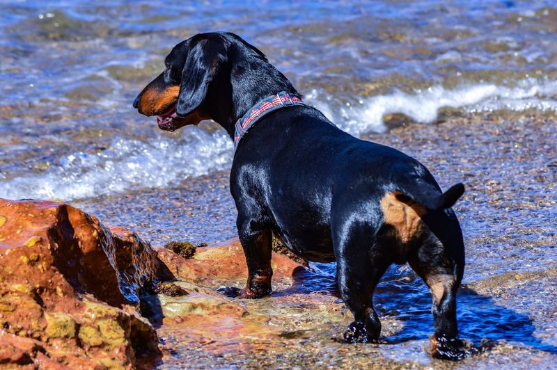 Black dog standing on wet shore