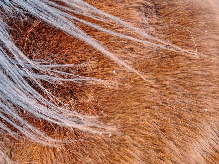 Warm winter horse fur. brown fur detail, closeup fur animal