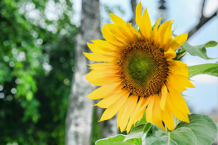 Close-up of yellow sunflower