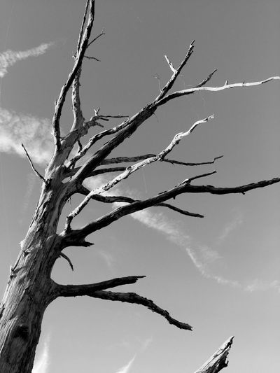 Low angle view of bare tree against sky
