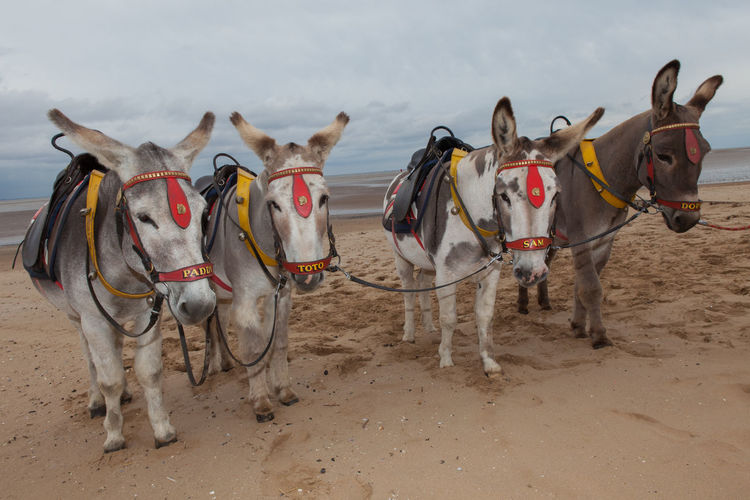 Donkeys standing on sand at beach against cloudy sky