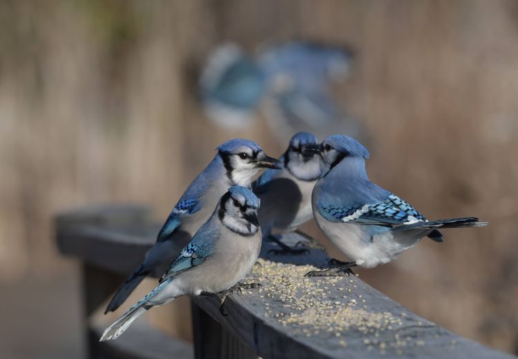 Close-up of birds perching on wood