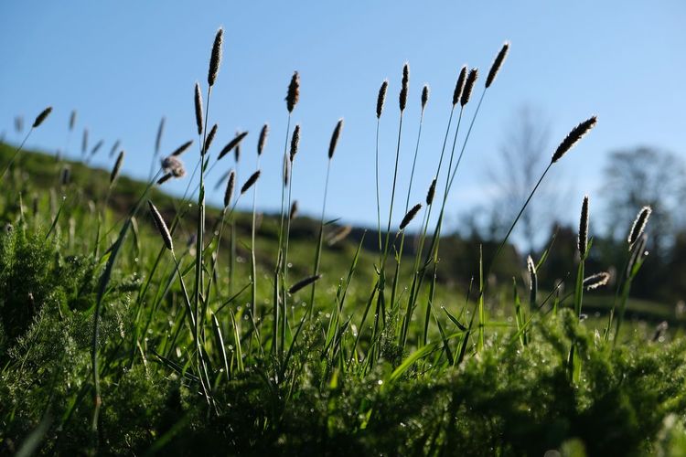 Close-up of stalks in field against sky