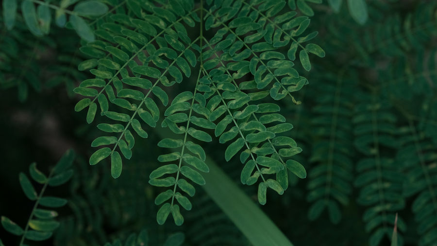 ferns and horsetails